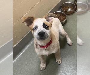 Great Pyrenees-Unknown Mix Dogs for adoption in Boston, MA, USA
