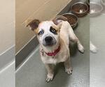 Small Great Pyrenees Mix