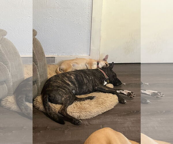 Medium Photo #16 Holland Shepherd-Unknown Mix Puppy For Sale in Sandy, UT, USA