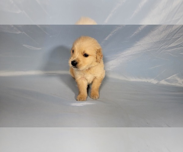 Medium Photo #5 Golden Retriever Puppy For Sale in FALCON, CO, USA