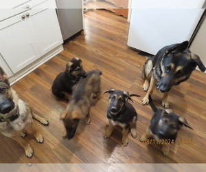 German Shepherd Dog Litter for sale in STERLING HEIGHTS, MI, USA