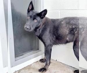 Labrador Retriever-Unknown Mix Dogs for adoption in Houston, TX, USA