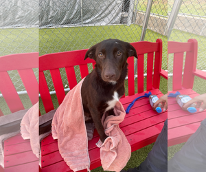 Labrador Retriever-Unknown Mix Dogs for adoption in Woodbury, NY, USA