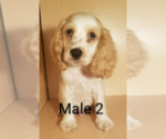 Small Photo #7 Cocker Spaniel Puppy For Sale in SAN DIEGO, CA, USA