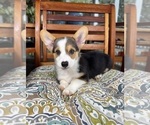Beckham - Male Pembroke Welsh Corgi Puppy for Sale - Photo #4