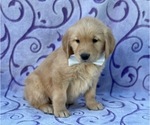 Small #1 Golden Retriever