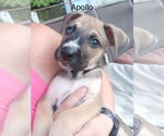 Small #2 Boxer Mix