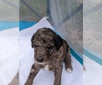 Small Photo #4 Bordoodle-Poodle (Standard) Mix Puppy For Sale in HUNTINGDON VALLEY, PA, USA