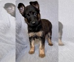 Puppy Miss White German Shepherd Dog