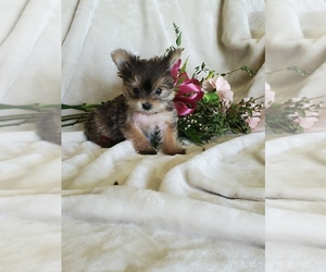 Yorkshire Terrier Puppy for sale in EXETER, MO, USA