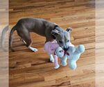 Small #1 Mutt