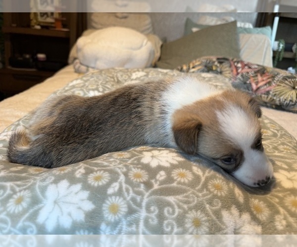 Medium Photo #16 Pembroke Welsh Corgi Puppy For Sale in GRAND RAPIDS, MI, USA