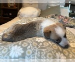Small #15 Pembroke Welsh Corgi