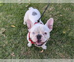Small #1 French Bulldog