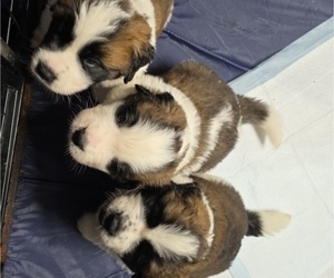 Saint Bernard Puppy for sale in CHIPPEWA FALLS, WI, USA