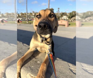 Jordie - Male Mutt Dog for Adoption - Photo #10