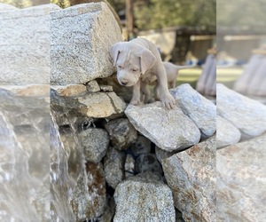 Dogo Argentino Dogs for adoption in FRAZIER PARK, CA, USA