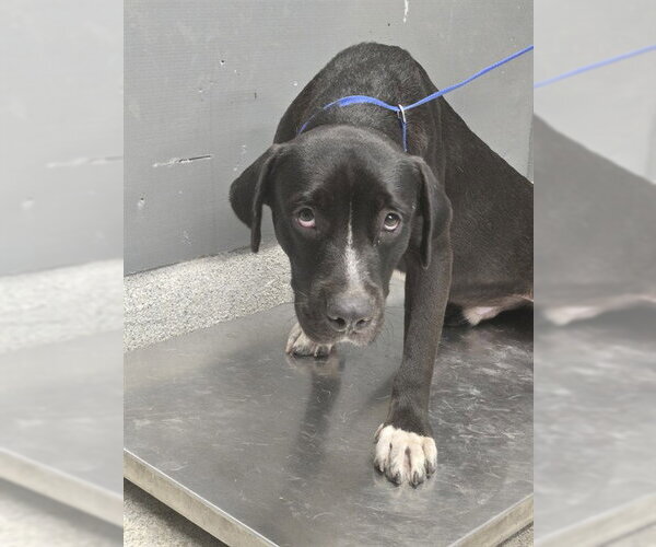 Medium Photo #1 Labrador Retriever-Unknown Mix Puppy For Sale in Tallahassee, FL, USA
