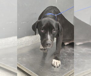 Labrador Retriever-Unknown Mix Dogs for adoption in Tallahassee, FL, USA