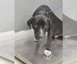 Small Labrador Retriever Mix