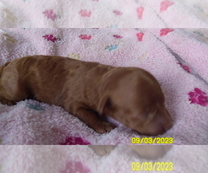 Poodle (Toy) Puppy for sale in DULUTH, GA, USA