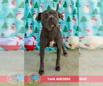 TANK - Male American Bulldog-Unknown Mix Dog for Adoption - Small photo