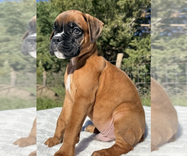 Medium Photo #7 Boxer Puppy For Sale in PAWNEE CITY, NE, USA