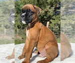 AKC Austin - Male Boxer Puppy for Sale - Photo #7