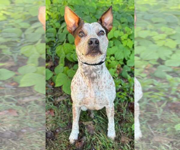 Medium Photo #1 Mutt Puppy For Sale in Clarkesville, GA, USA
