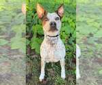 Townie - Male Mutt Dog for Adoption - Small photo