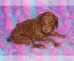 Small #2 Labradoodle