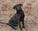 Small Photo #7 Labrador Retriever Puppy For Sale in TEKAMAH, NE, USA