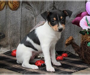 Fox Terrier (Toy) Puppy for sale in FREDERICKSBURG, OH, USA