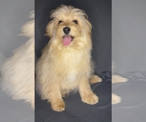 Shiranian Puppy for sale in NILES, MI, USA