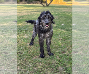 Poodle (Standard)-Unknown Mix Dogs for adoption in PIPE CREEK, TX, USA