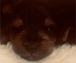 Small Photo #13 Yorkshire Terrier Puppy For Sale in W WARWICK, RI, USA