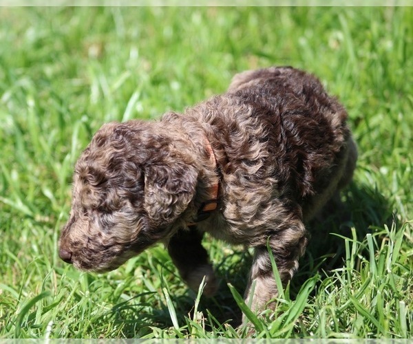 Medium Photo #61 Goldendoodle Puppy For Sale in HOWARD CITY, MI, USA