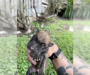 German Shepherd Dog Dogs for adoption in Houston, TX, USA