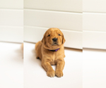 Small Photo #2 Golden Retriever Puppy For Sale in GALT, CA, USA