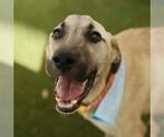 Small Labrador Retriever Mix