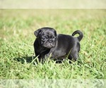 Small #4 Pug
