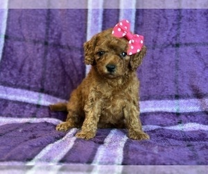 Cavapoo Puppy for sale in LAKELAND, FL, USA