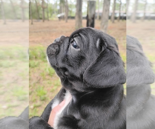 Medium Photo #6 Frenchie Pug Puppy For Sale in NEW WAVERLY, TX, USA