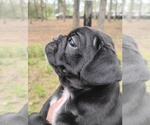 Small #5 Frenchie Pug