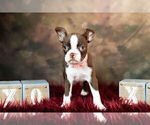 Small #1 Boston Terrier