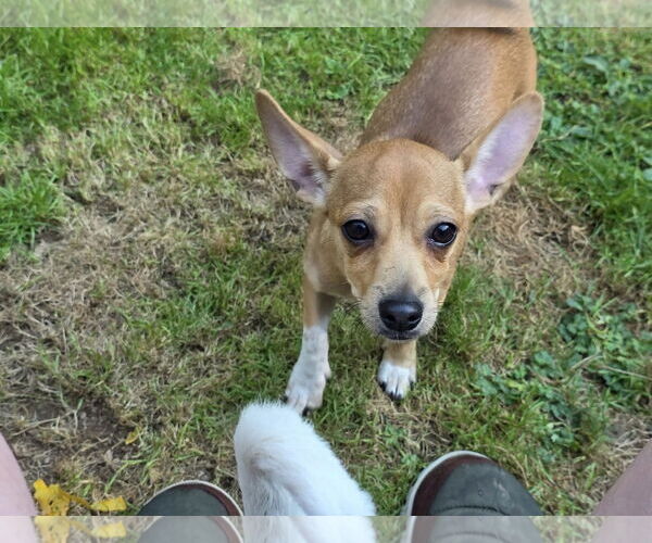Medium Photo #2 Basenji-Chihuahua Mix Puppy For Sale in Arlington, WA, USA