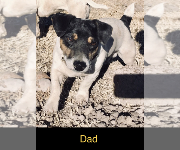 Medium Photo #1 Jack Russell Terrier Puppy For Sale in FORT PIERCE, FL, USA