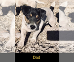 Small Photo #1 Jack Russell Terrier Puppy For Sale in FORT PIERCE, FL, USA