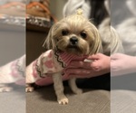 Small Photo #1 Shiranian Puppy For Sale in CINCINNATI, OH, USA
