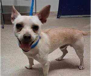 Chihuahua Dogs for adoption in Bakersfield, CA, USA